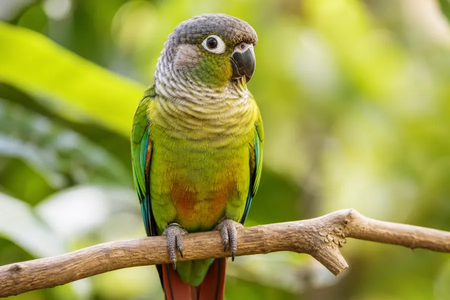 Papagaio verde empoleirado em ambiente natural com luz quente