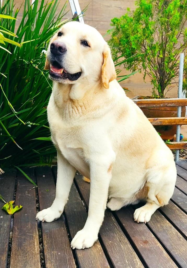 Labrador amarelo sentado em ambiente externo