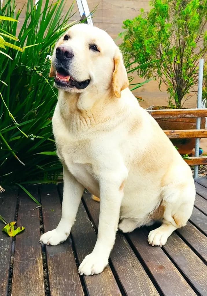 Labrador amarelo sentado em ambiente externo