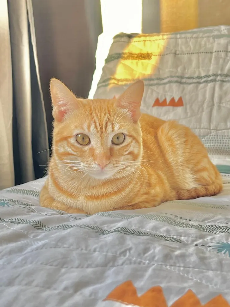 Gato laranja tabby deitado em ambiente acolhedor